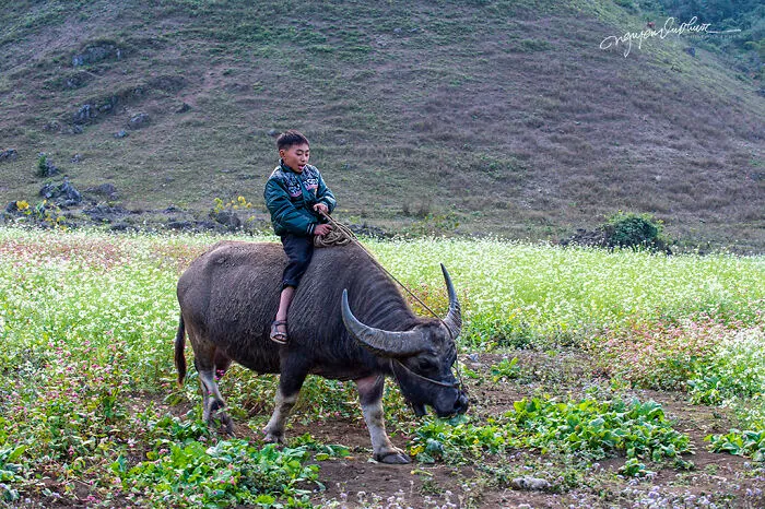 My 29 Pictures That Show The Relationship Between Buffalos And Vietnamese Farmers