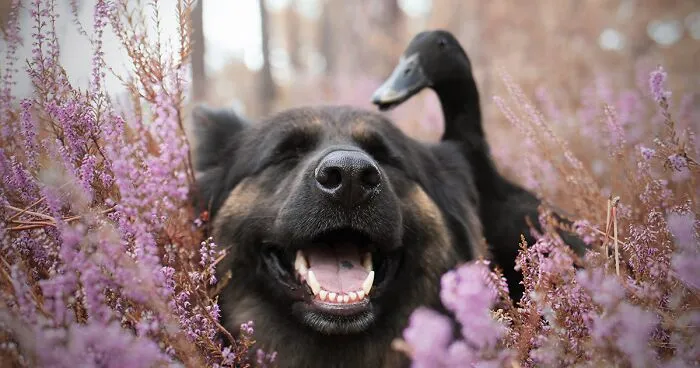 I Capture The Unexpected Friendship Between My Dog And My Birds On Film (27 New Pics)