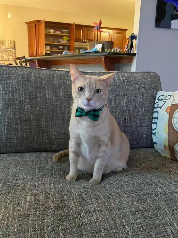 This Is Loader (Freeloader) He Showed Up One Day. No Chip, No Owner. He Cried And Cried Until We Let Him In. He’s The Bestest Boy