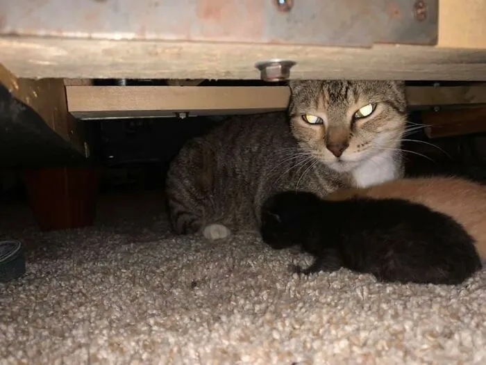 I Have Two Stray Babies That I’ve Been Feeding And Petting And One Of Them Just Had Babies
