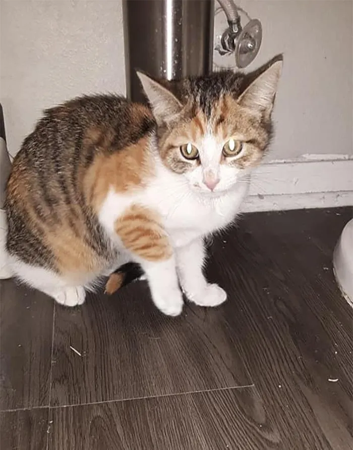 Early This Morning... I Hear Crying. I Get Up And Start Looking For My Cat