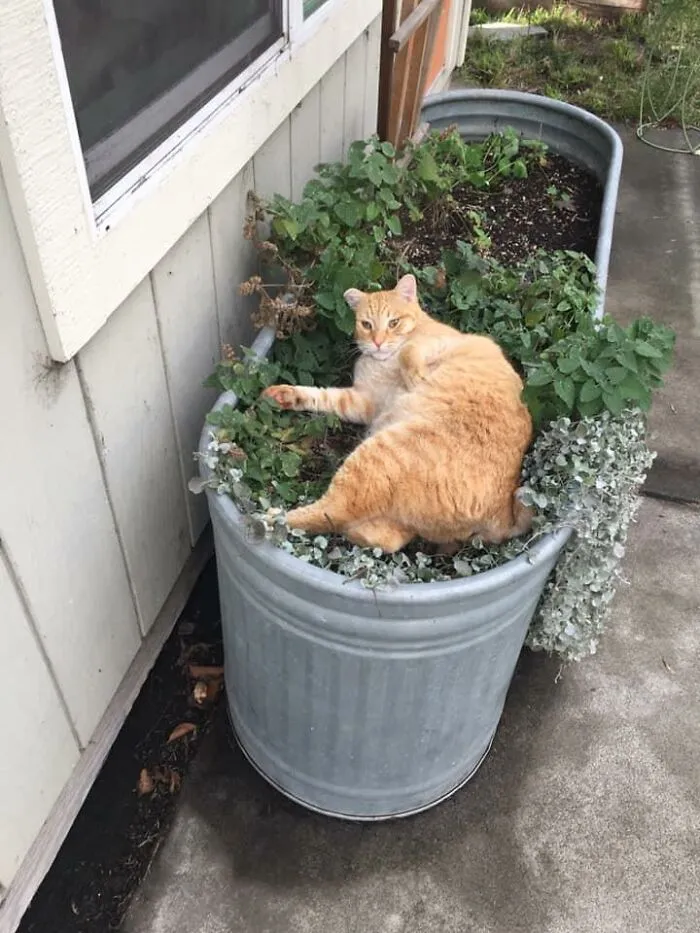 My Catnip, Not My Cat