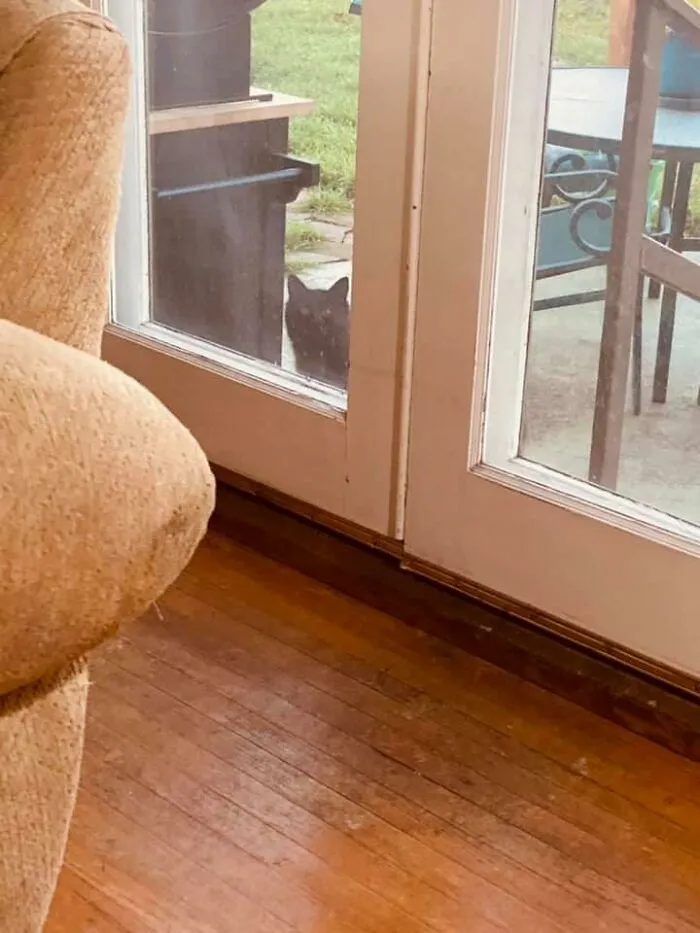 Two Months Ago A Stray Cat Adopted Us, One Month Ago We Adopted A Dog.  This Afternoon A Random Cat Appears At The Back Door, “Hey, Is This Where Everyone’s Getting Fed?”