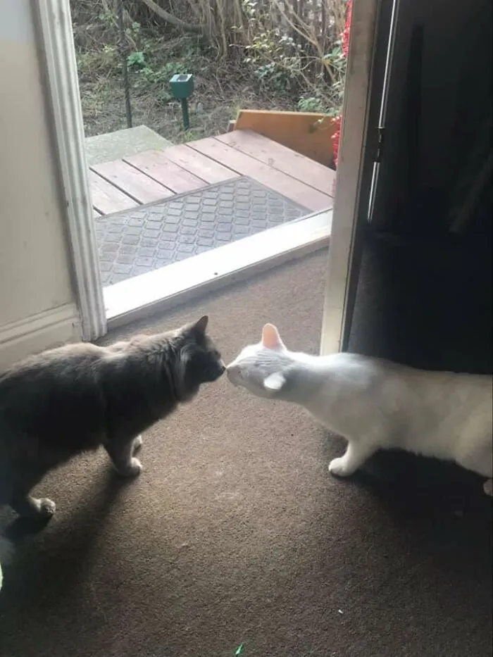 My House, My White Cat, And The Strange Grey Floof. Now Kishhh