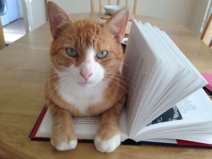 Minding My Own Business Trying To Read My Book At My Mum's House. Not My Cat, Or Hers For That Matter