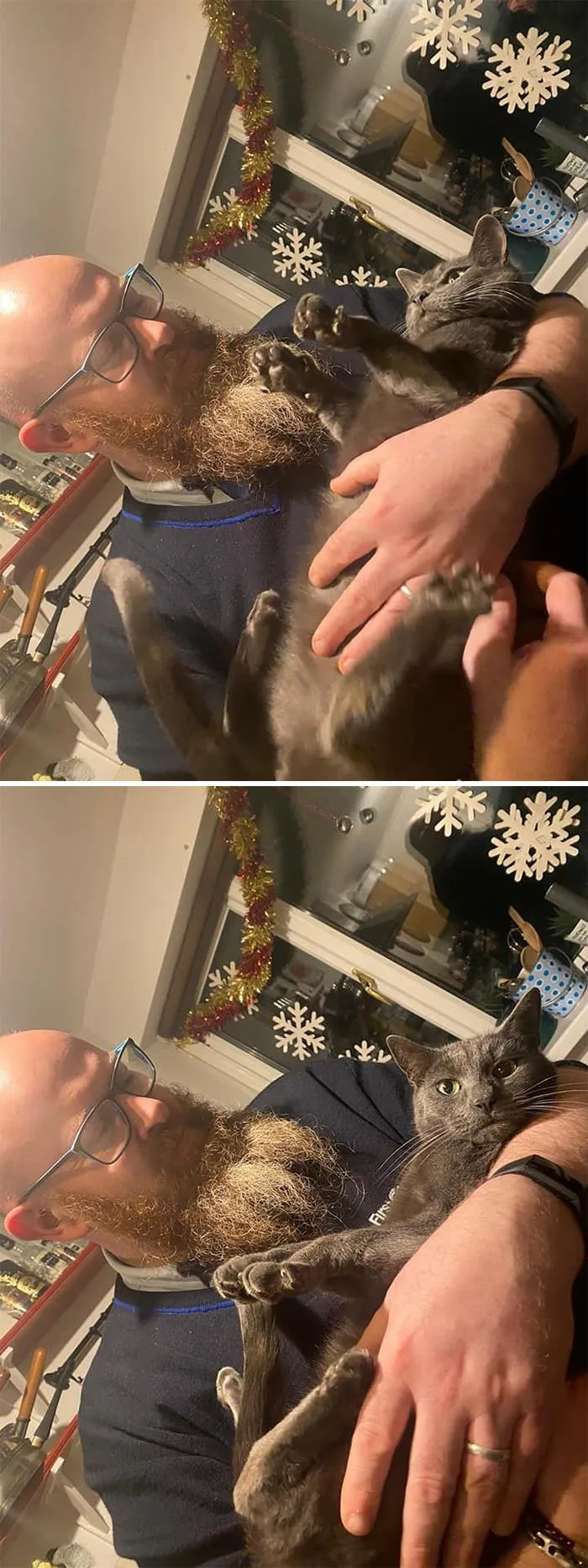 My Kitchen, Not My Cat