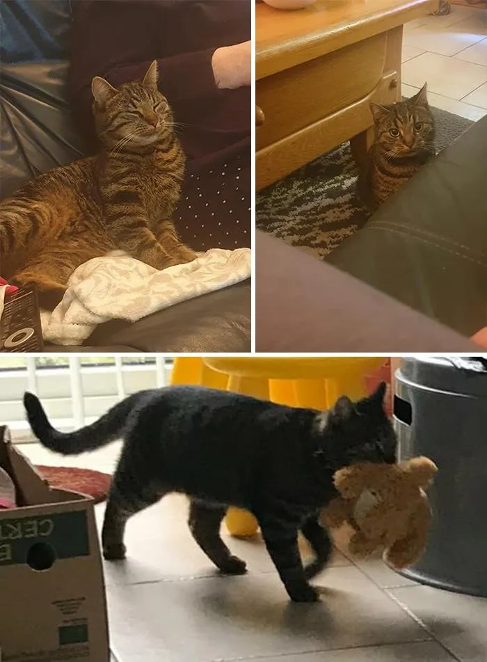 My House, Not My Cat. It's The Cat Of Our Neighbor, She Told Us That The Cat Is Wild And  She's No Longer Welcome In Her House