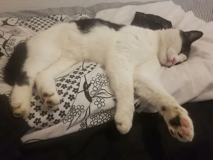 It Snowed Last Night So Dexter The Feral Snuck In For A Heccin' All-Day Snooze... My Guest Bedroom, Not My Cat