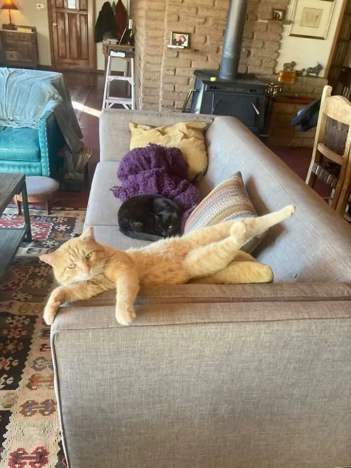 The Renegade Rapscallion, The Carousing Casanova, The Heartthrob Heartbreaker, The Serenading Scallawag, “Sinnry,” Has Been Fixed.  And Is Now Doing Yoga In The Living Room