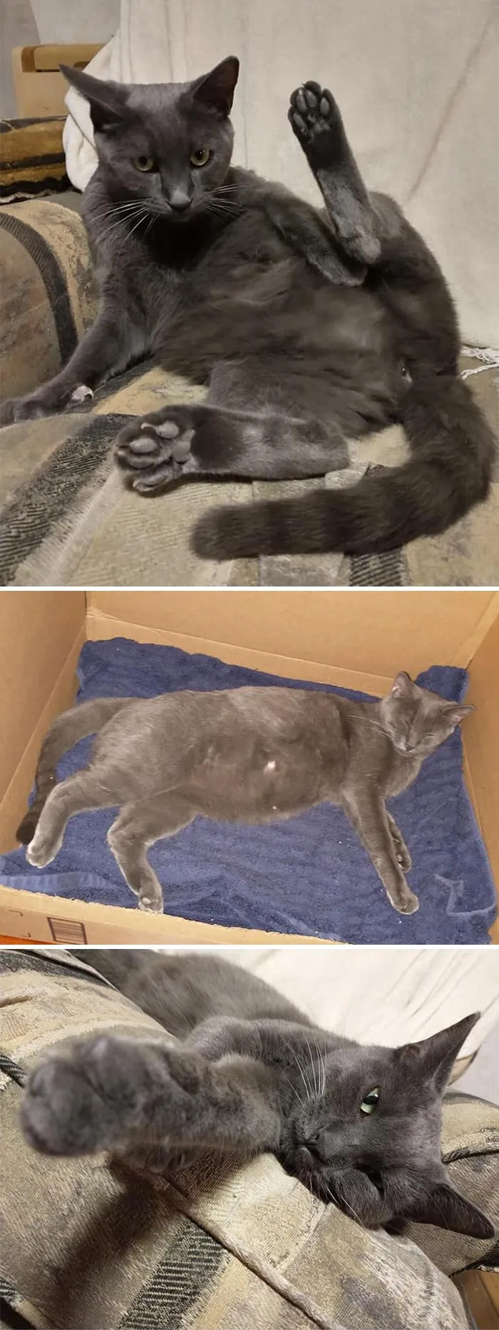 A Few Weeks Ago This Was Not My Cat. But Then She Walked Her Butt Into Our Home And Now I Guess She's My Cat?! She's Also Full Of Kittens