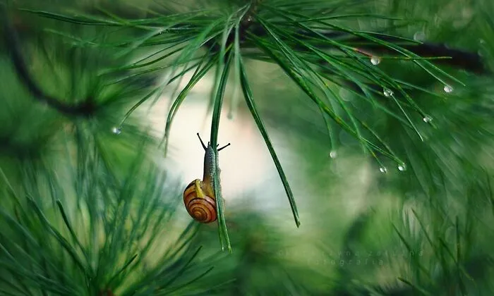 I Used The Bokeh Method To Capture Snails (35 Pics)