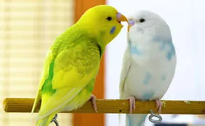Budgie Youtube Channel Where You Can Learn About Keeping These Gentle Birds Healthy