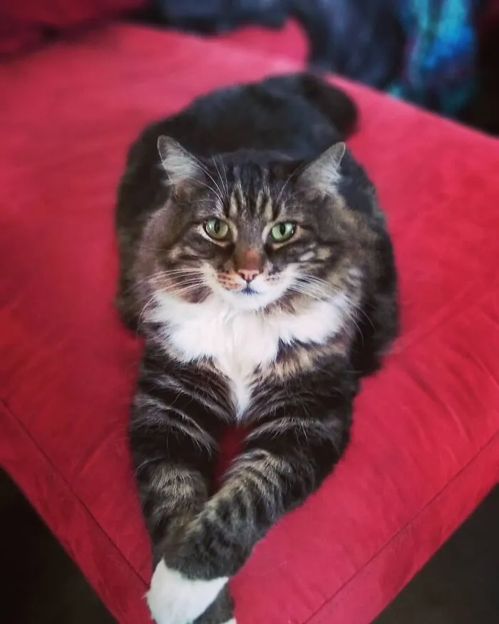 My Giant Model Kitty, Moose