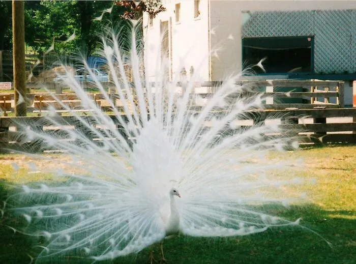 This White Peacock Suddenly Put On A Display As I Came Near.  Maybe He Thought I Was Cute? Or Frighteningly Ugly?