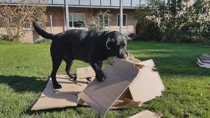 He Still Has His First Teddy Bear. Once In A While He Gets To Destroy A Box