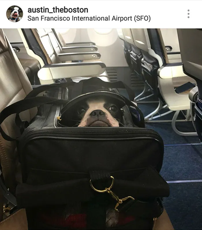 Airplane Peeper
