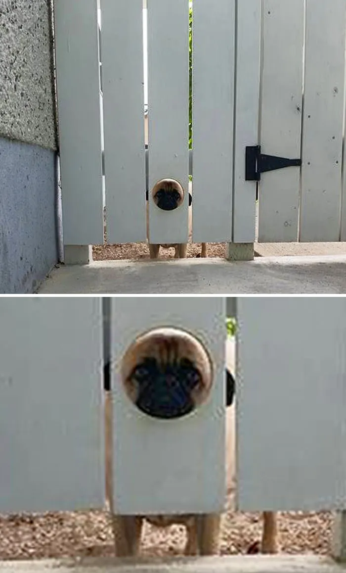 Tuvimos que hacer un agujero en la valla para que nuestro perro pudiera mirar hacia fuera