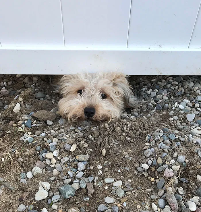 Los perros de nuestros vecinos han cavado un agujero debajo de nuestra valla para poder vigilar a nuestros perros