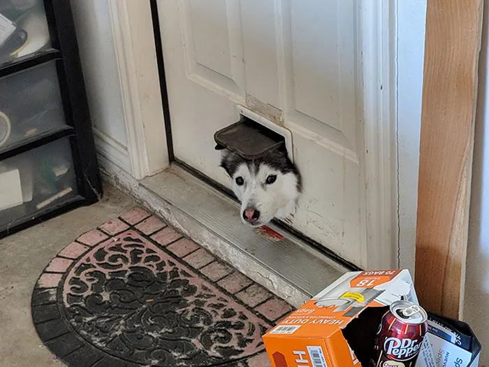 My Neighbor's Husky Likes To Use The Cat Door To See What's Going On In The Garage