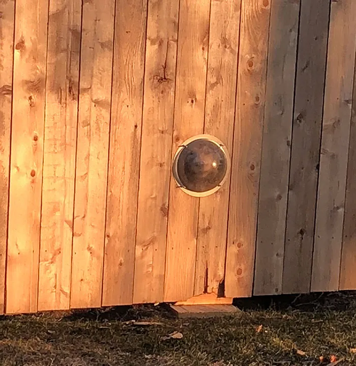 Salí a dar un paseo y vi a este amiguete mirándome a través de la ventana de su valla