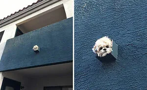 50 Times Dogs Just Had To Stick Their Nose Into Other People's Business