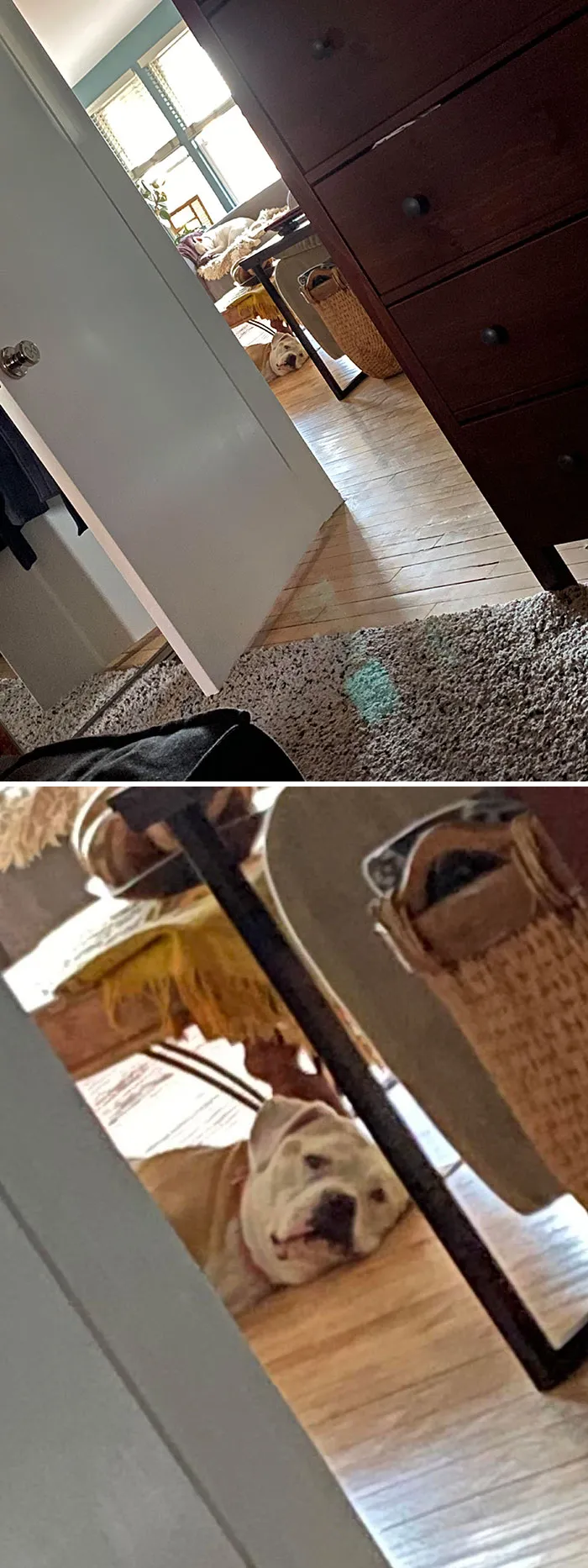Todavía no me he levantado de la cama. Solo escucho mover la cola