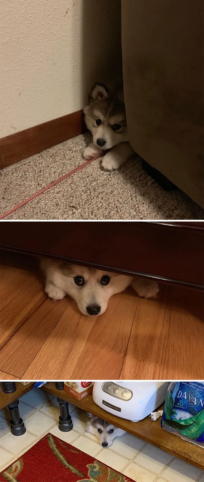 I Think My Pooch Might Belong Here