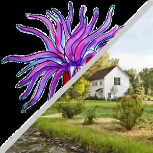 RuralAnemone