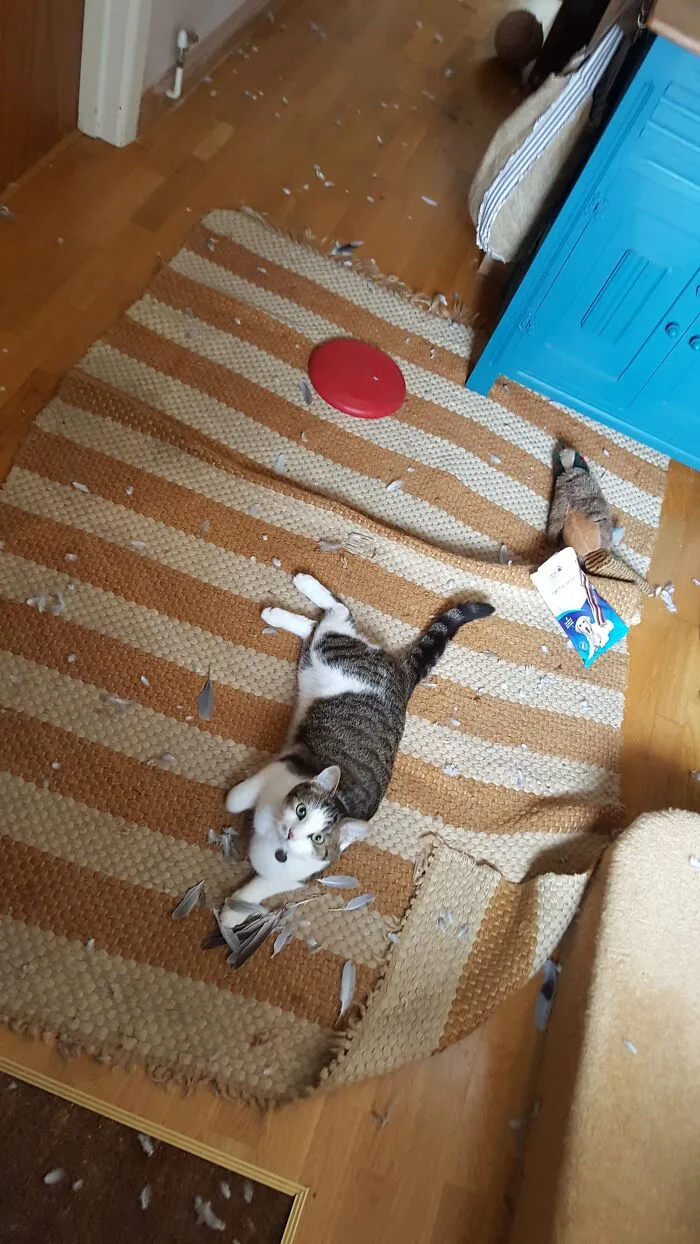 He Destroyed A Pigeon....this Is What I Came Home To