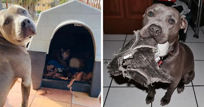 Pit Bull Kindly Asks Owners To Allow A Pregnant Cat Inside So It Can Give Birth