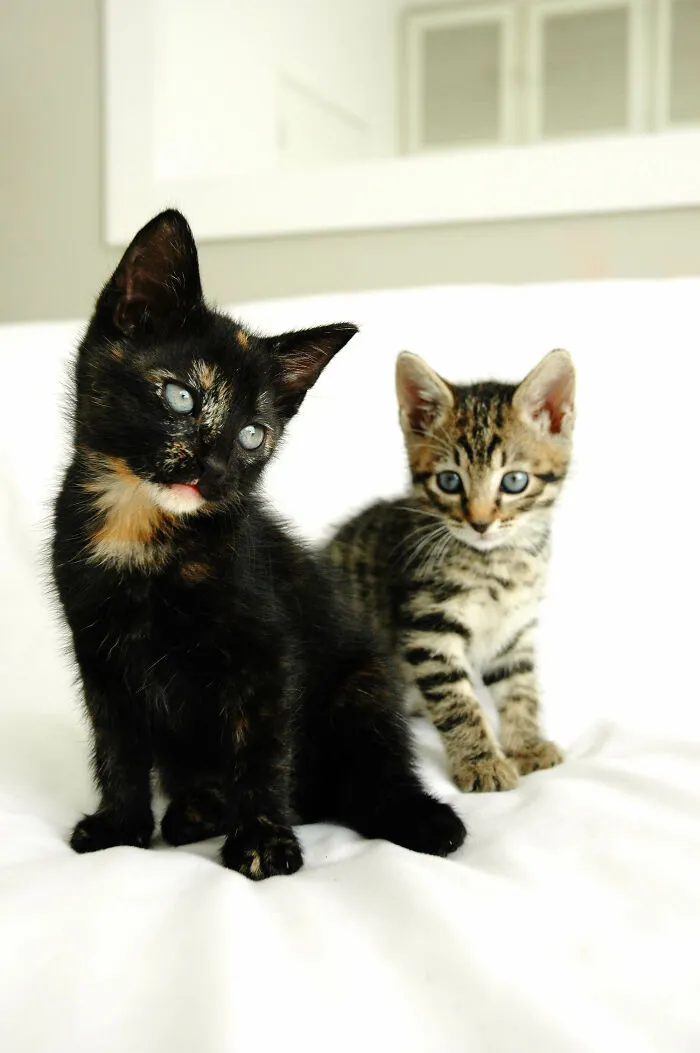 Fred And Percy In Mood