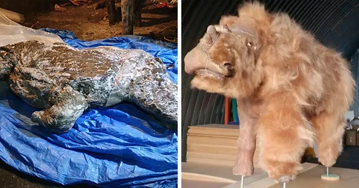 Scientists Discover 80% Preserved 50k-Year-Old Woolly Rhino Remains With Its Last Meal Still Intact