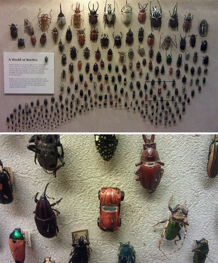 Ha. Beetle
