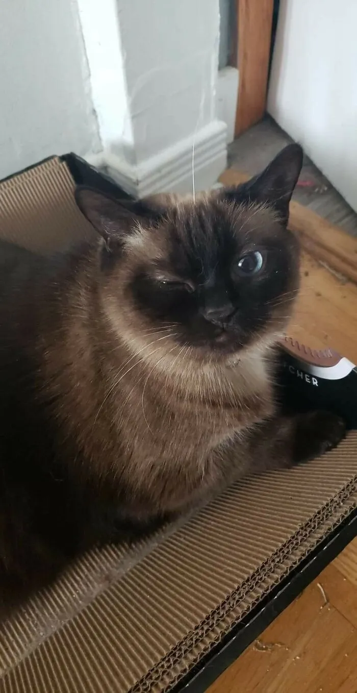 Her Highness Chola, A Little Peeved At My Daughter. She Has Joined Our Family This May, Having Been Abused And Rescued. Her Ptsd Makes Her Anxious, So We Give Space And Love, Depending On What She Needs. Sometimes, Her Mood Changes Quickly!