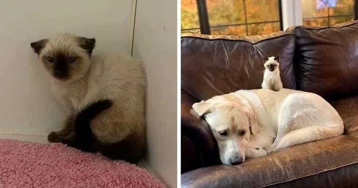 Giant Lab Befriends Distressed Siamese Kitten, Helps It Calm Down And Adapt To Its New Forever Home