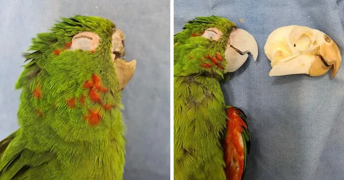 Parrot Gets A Brand New Beak After Being Rescued In A Horrible Condition
