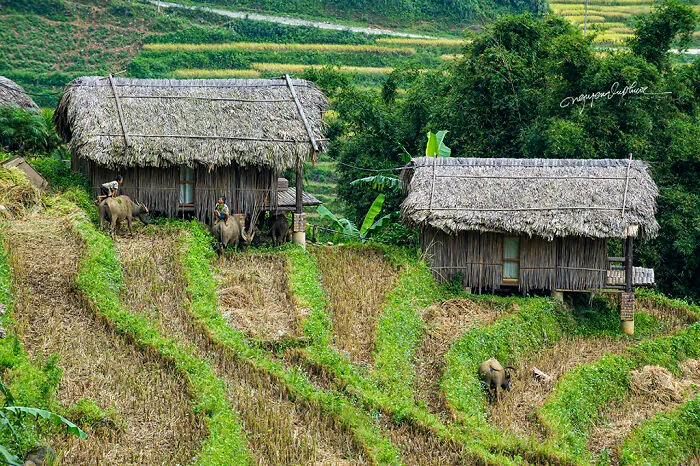 My 29 Pictures That Show The Relationship Between Buffalos And Vietnamese Farmers