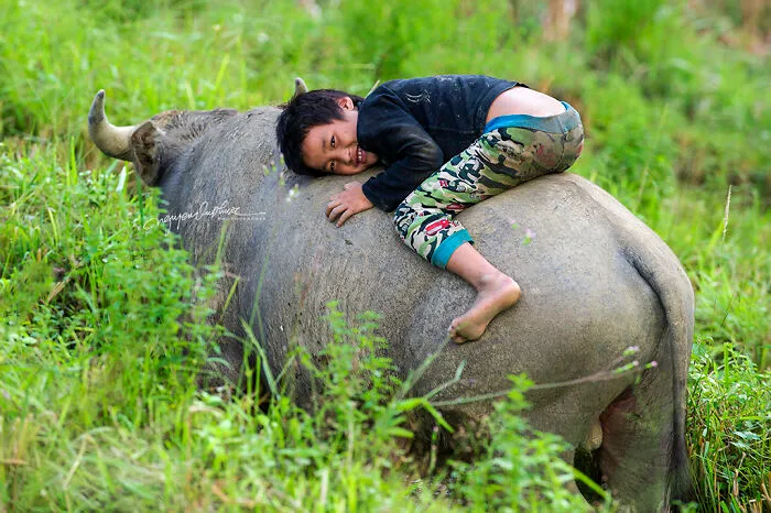 My 29 Pictures That Show The Relationship Between Buffalos And Vietnamese Farmers