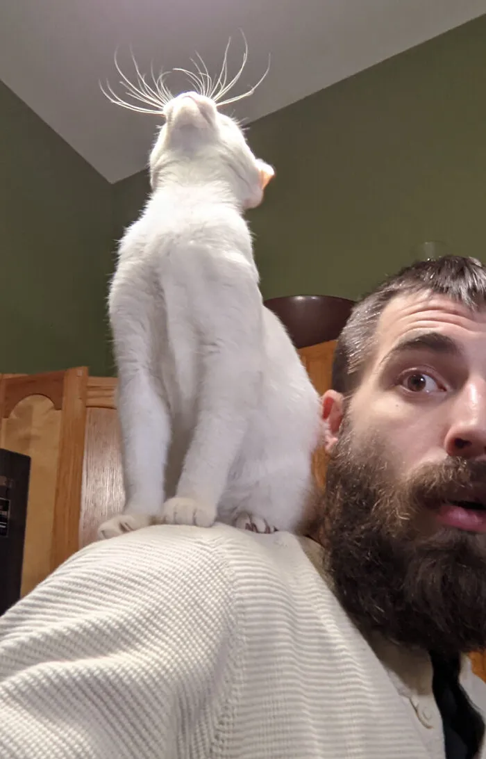 He Aquí Los Gloriosos Bigotes De Gato De Hombro