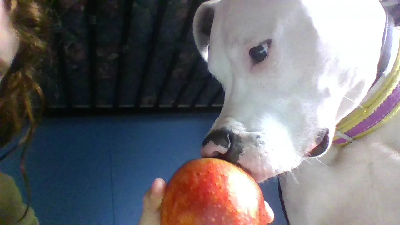 Show Your Animals Doing Weird Things
