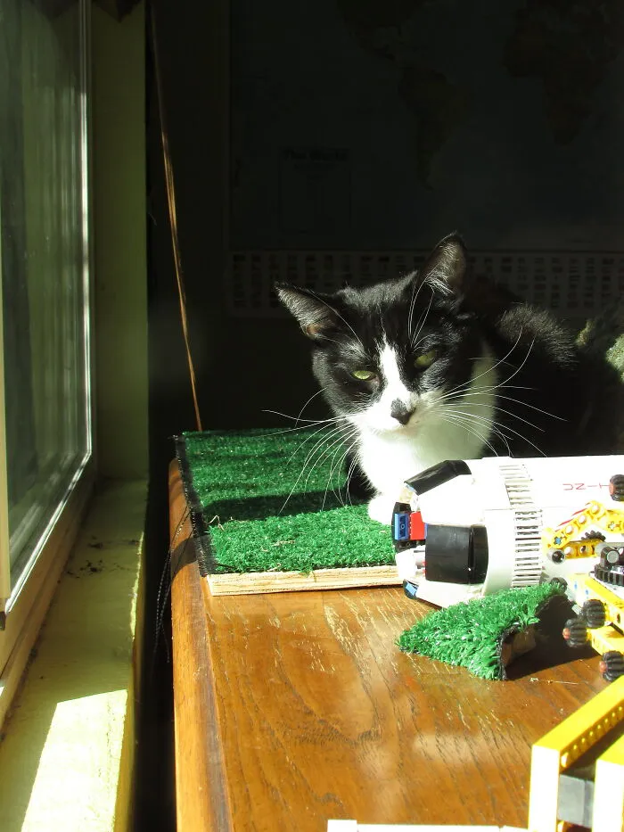 Here's Mittens
