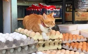 This Twitter Account Collects Photos Of Cats In Small Shops Looking Like They Own The Place (50 New Pics)