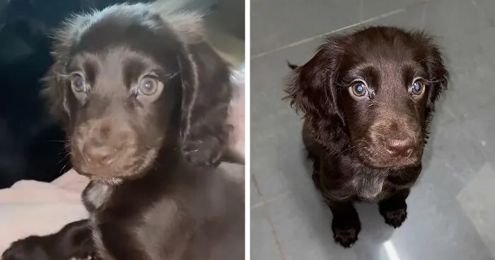 Video Of Cocker Spaniel With "Disney" Looks Goes Viral On TikTok