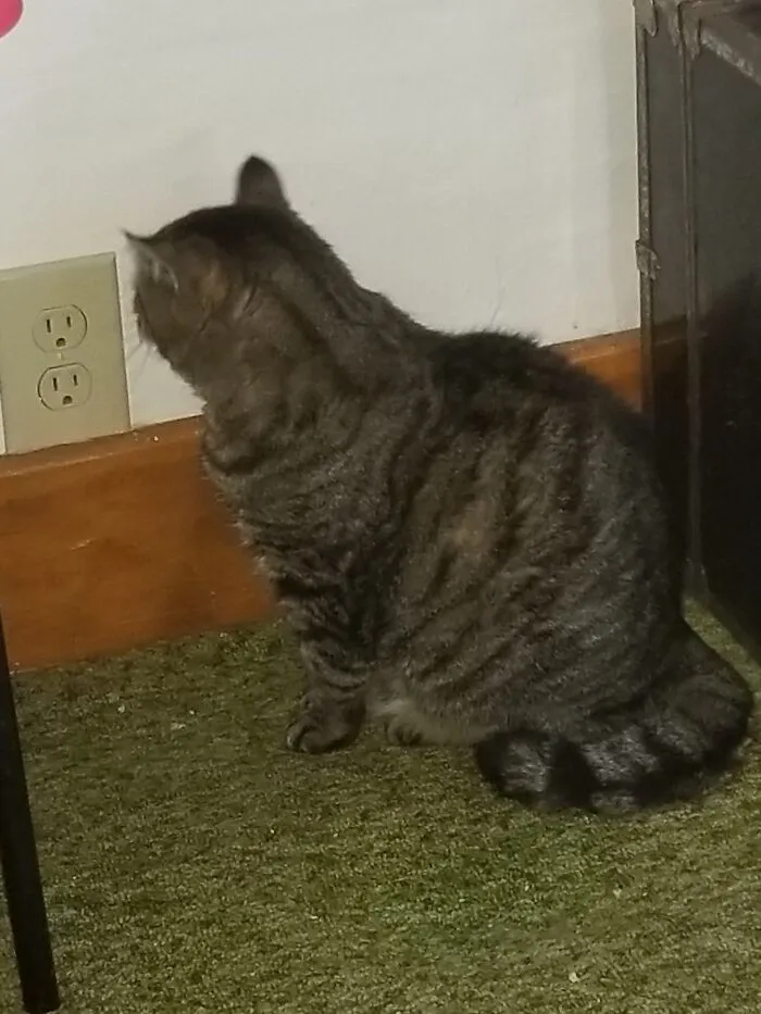 Staring At An Outlet.  I Think She's Trying To Communicate With Ceiling Cat.