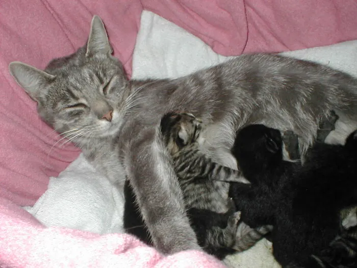 My Bed - Not My Cat