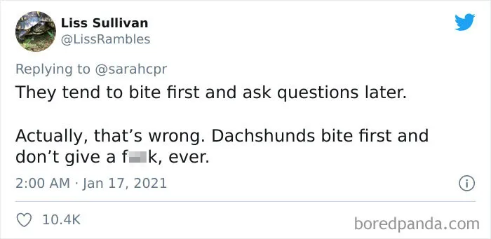 30 Tweets By Dachshund Owners About How It Feels To Have Such Personalities As Pets