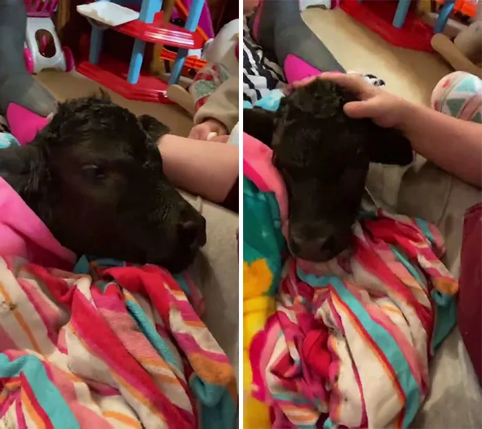 En Texas están resguardando a todo tipo de animales para protegerlos de la ola de frío (19 fotos)