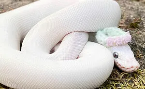 Turns Out, Hats On Snakes Are A Thing And There’s A Community Celebrating It (40 Pics)