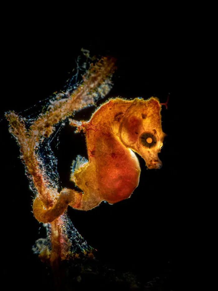 ‘Pontohi Pigmy Seahorse’ By Galice Hoarau (Norway), 1st Place In 'Macro'