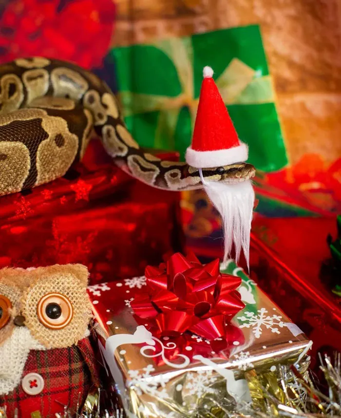  "Merry Christmasss To All"
